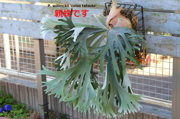 P.willinckii 'Celso Tatsuta】子株 セルソ タツタ No.802 その他