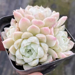 お買い得 早い者勝ち 2026 超豪華 12品種 多肉植物福袋 多肉植物 愛