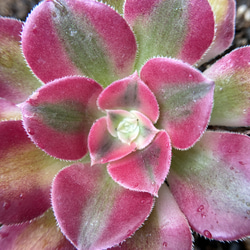 SALE❣️塊根 ユーフォルビア 薔薇大戟 3cm 1株 多肉植物 愛多肉-(AI