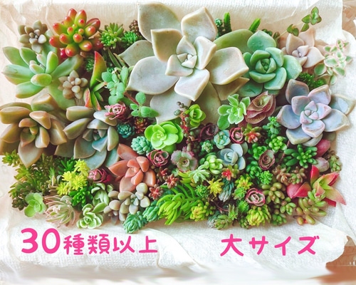 セダム 多肉植物 30種類以上 カット苗 セット 大パック* 送料込み