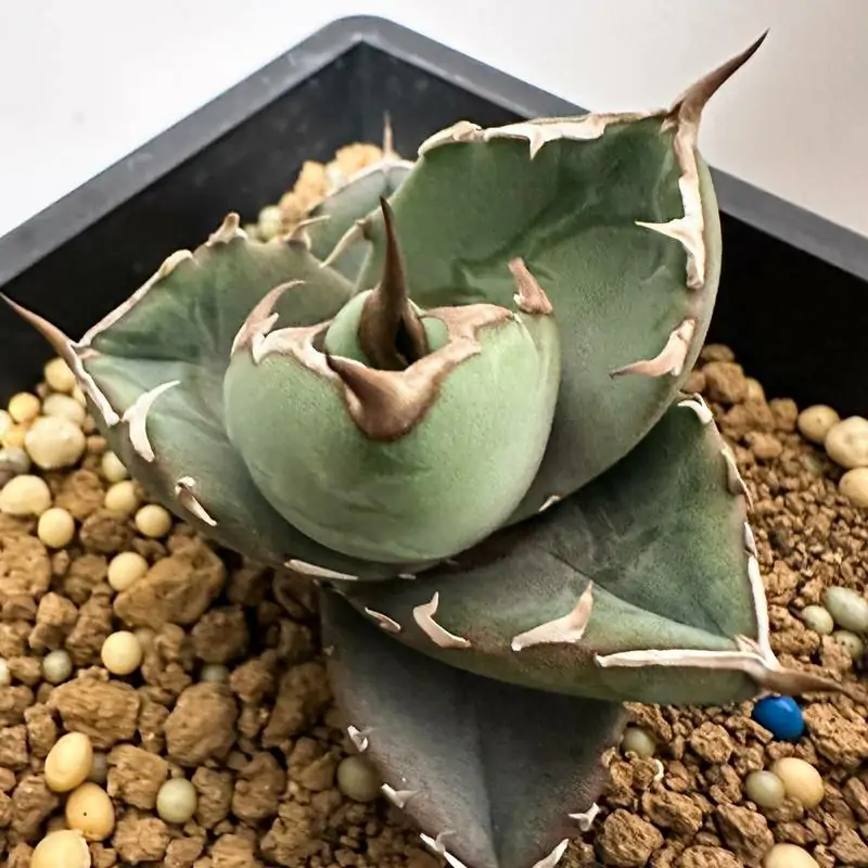 アガベ Agave titanota Hades 134 アガベ Agave titanota Hades 134