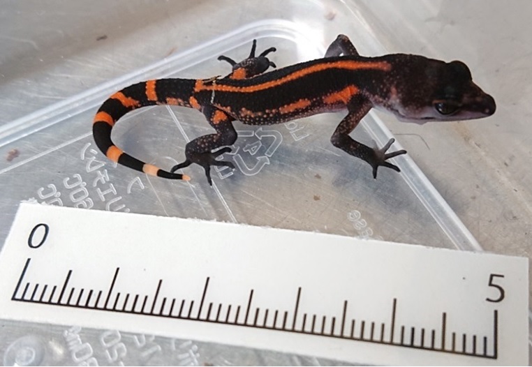 世界初！ クロイワトカゲモドキの繁殖に成功! | お知らせ | 沖縄美ら海