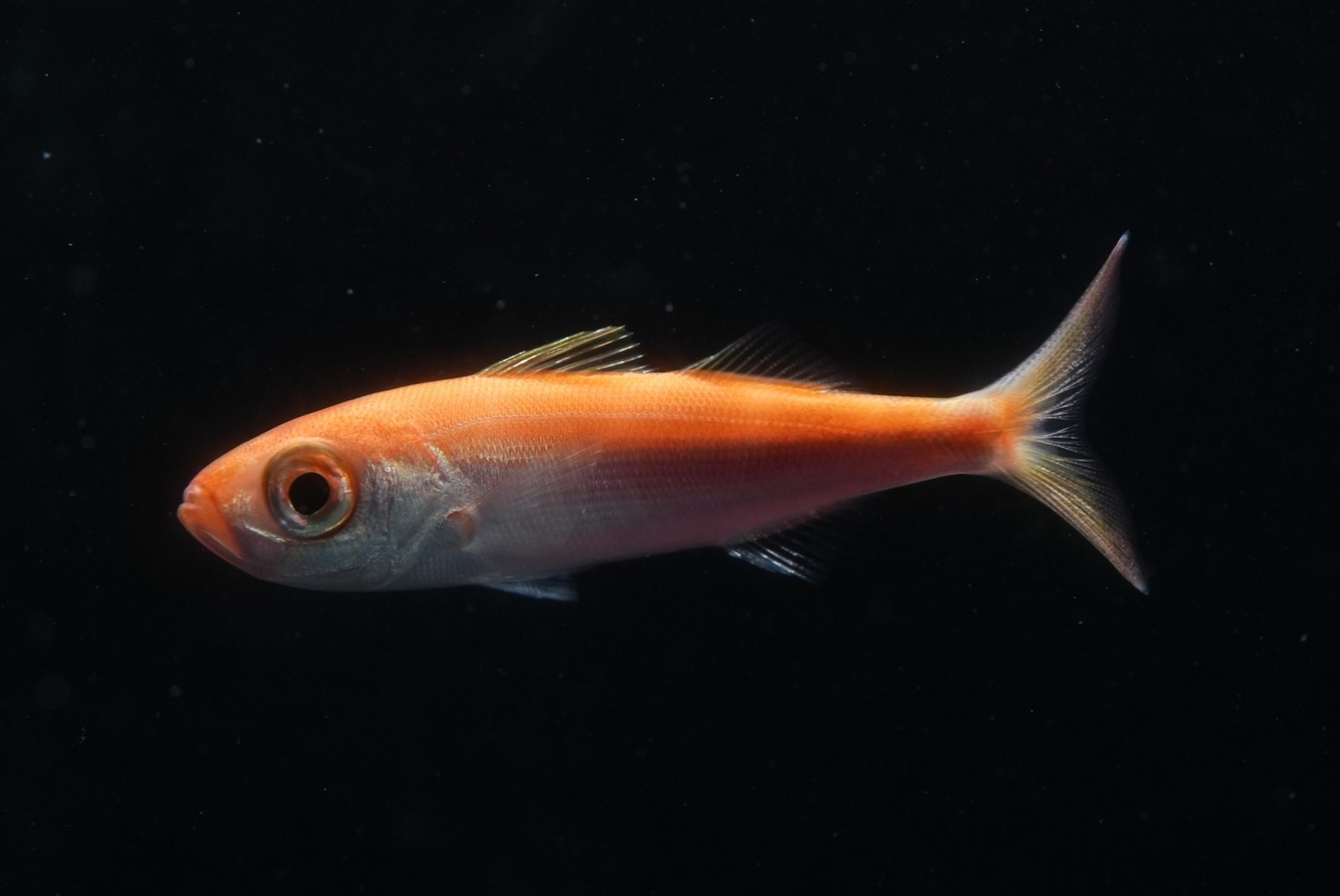 世界初！幻の深海魚「リュウグウノツカイ」の仔魚標本が登場