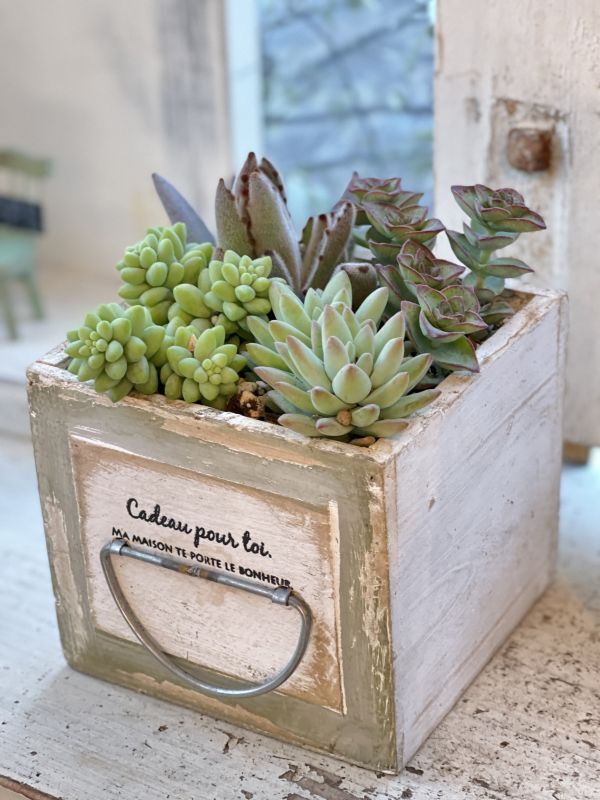 ミニひきだしプランターに多肉植物の寄せ植え - Le Ciel（ル・シエル）