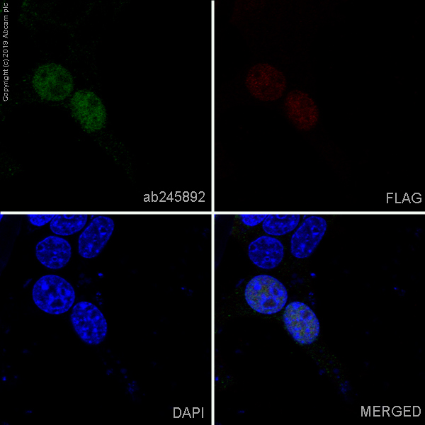 Alexa Fluor® 647 Anti-DDDDK tag (Binds to FLAG® tag sequence) 抗体