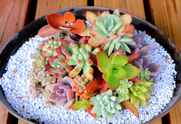 多肉植物の寄せ植え：紅葉のシーズン/移り変わり | グリーン