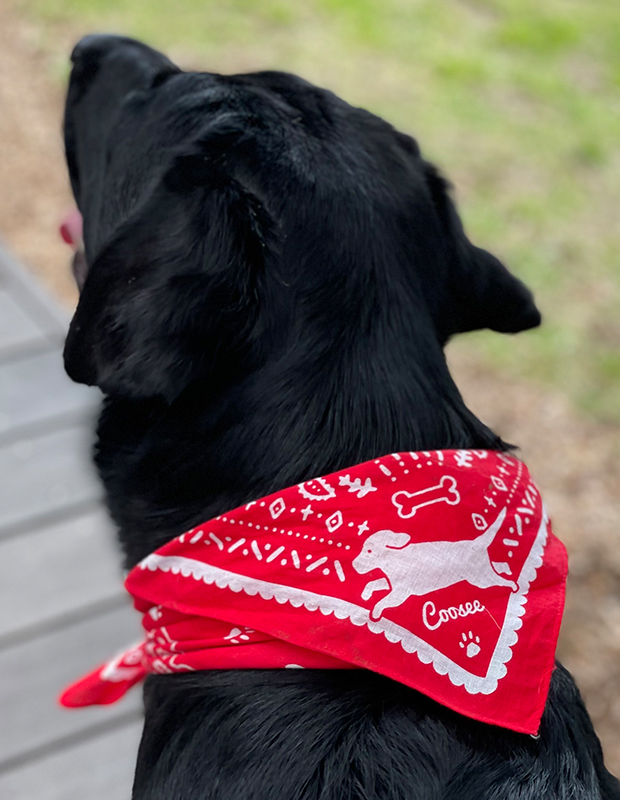 50%OFF】cooseeオリジナルバンダナ | レトリバーグッズのデザイン