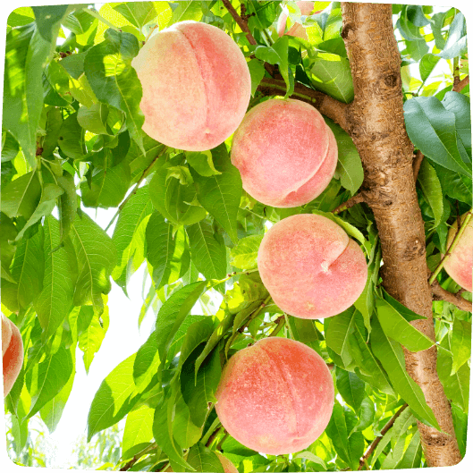 桃：桃水|ココロマルシェ