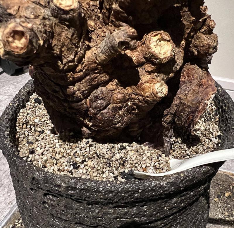 10日目】大株のケラリア・ピグマエア Ceraria pygmaea 発根管理日記