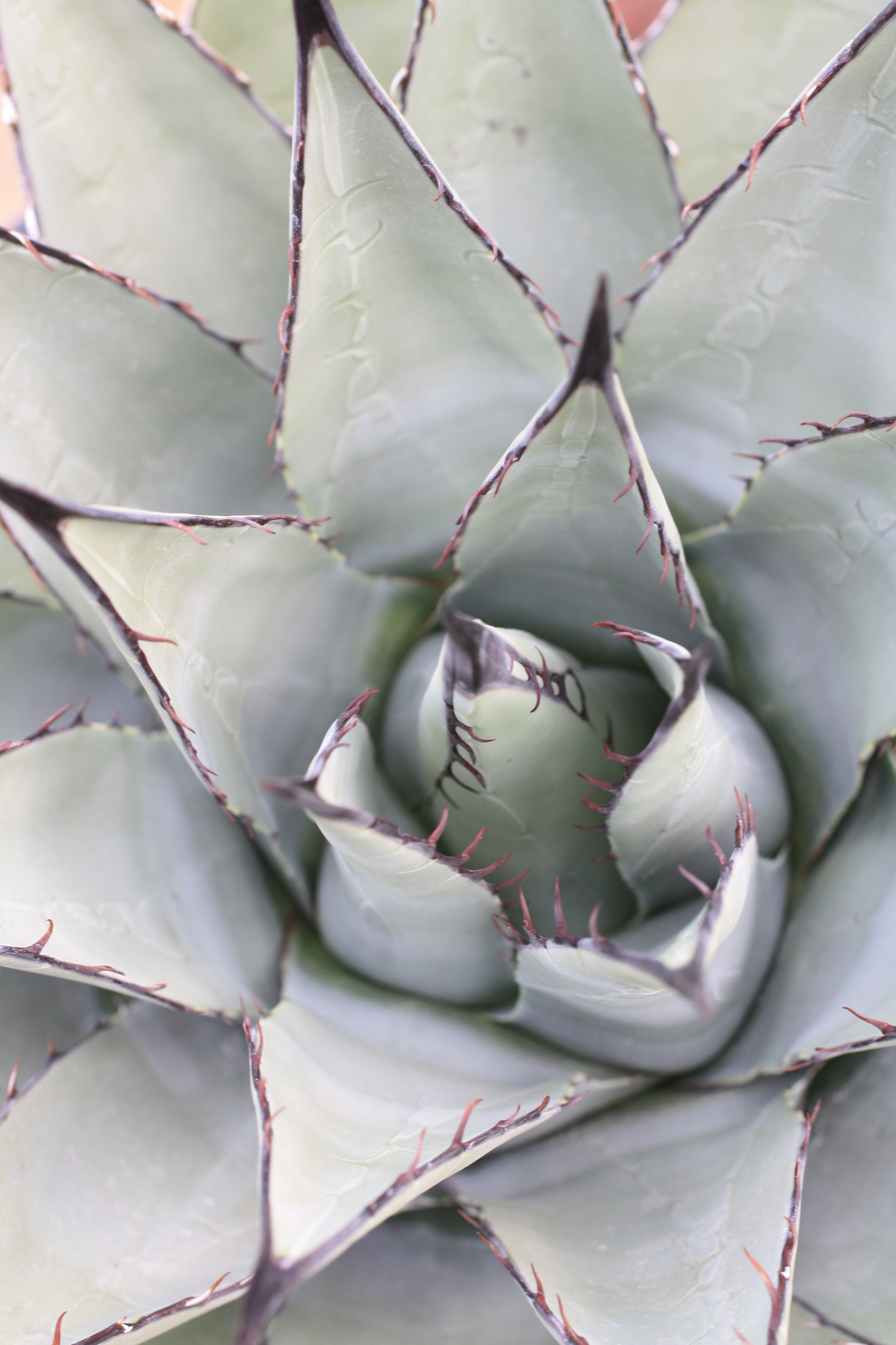 AG001: Agave parryi v neomexicana COLD HARDY CACTUS – COLDHARDYCACTUS