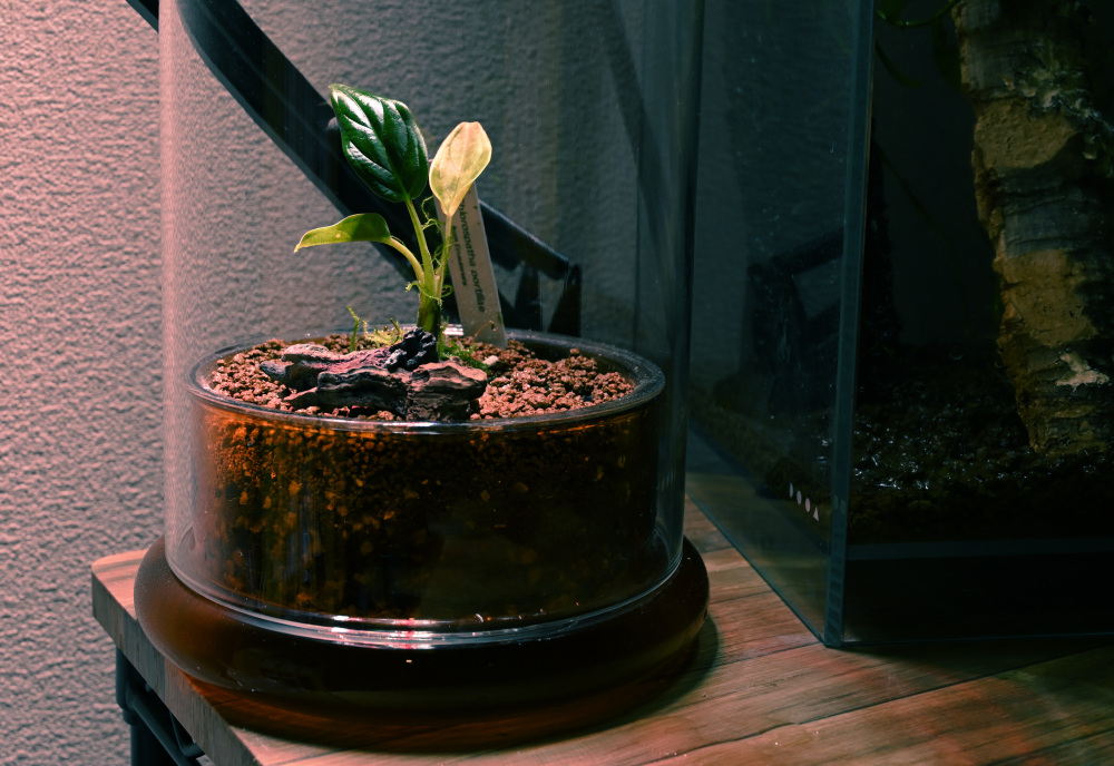 湿度の好む植物向けの鉢. ADAのCELLに植物を植えてみた - 塩の惑星