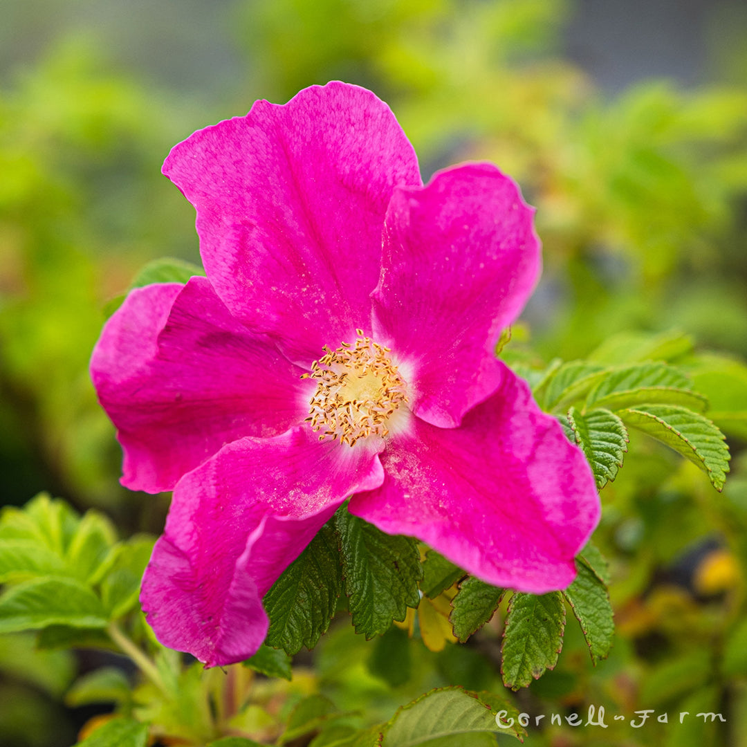Rosa Rugosa 5gal Rugosa Rose – Cornell Farm