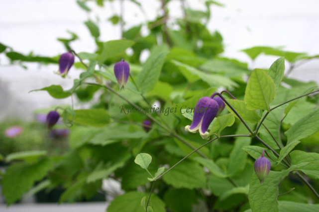 つぼ形クレマチス【アディソニー】 商品詳細