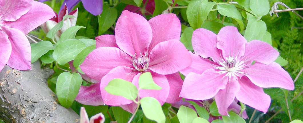 春日井園芸センター】クレマチスの専門通販