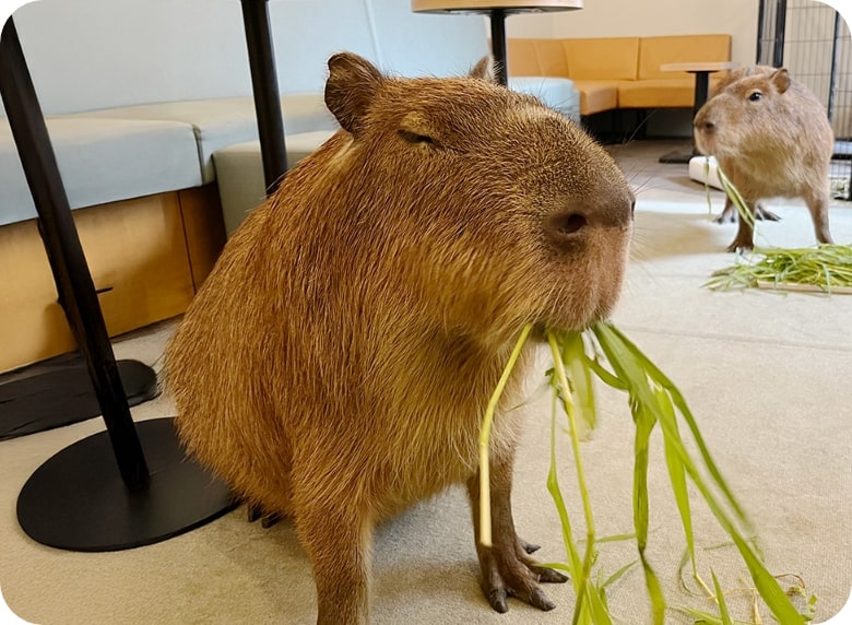 カピバラ「琥珀」と「ぴすけ」の紹介- cafe capyba カピバラカフェ