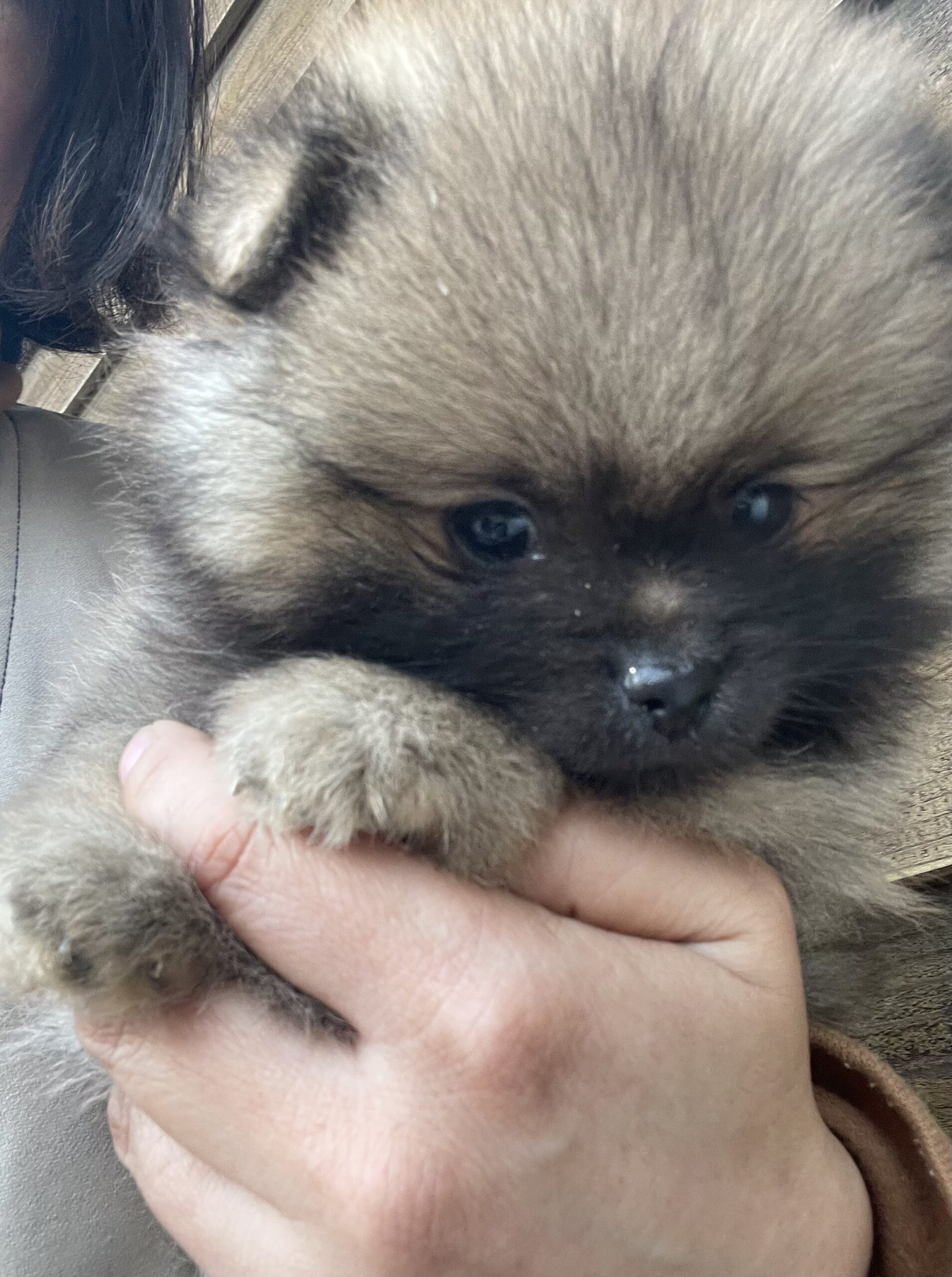 ポメラニアン子犬販売】四肢健全・元気いっぱい！おおらかで優しい