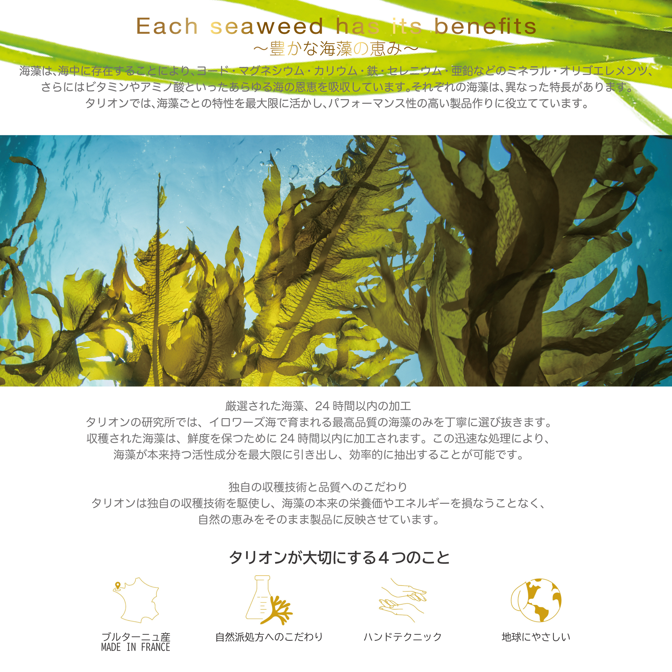 タリオン
