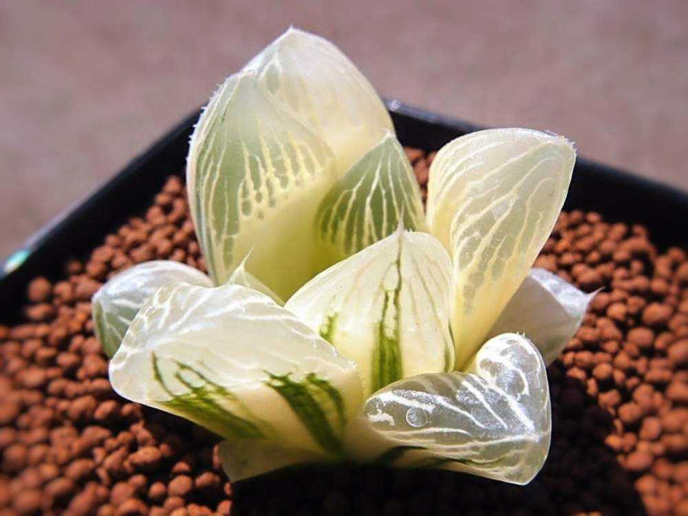 ハオルチア・白蛇伝｜🍀GreenSnap（グリーンスナップ）