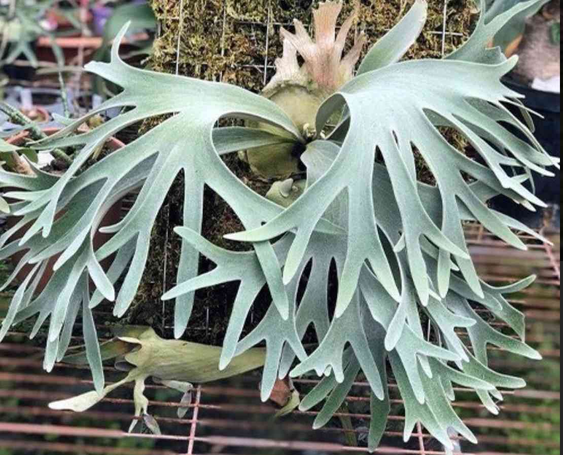 P. willinckii cv. Celso Tatsuta 成長記録｜🍀GreenSnap（グリーン