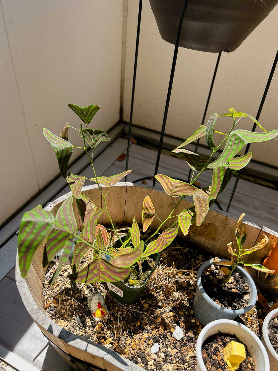 ヒコウキソウ日記【完】｜🍀GreenSnap（グリーンスナップ）