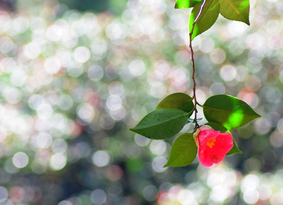 ヤブツバキ（藪椿）