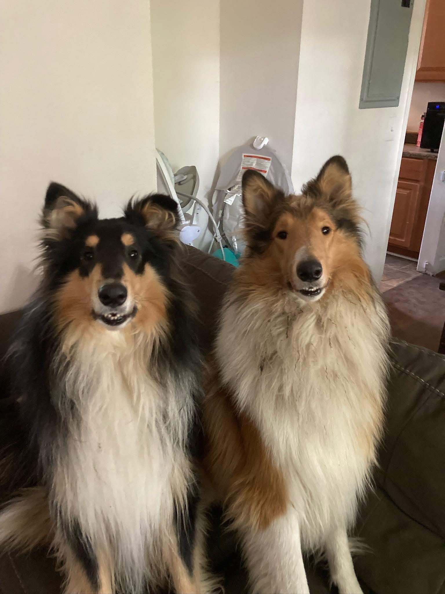 Pets for adoption from NorthEast Ohio Collie Rescue | Petfinder