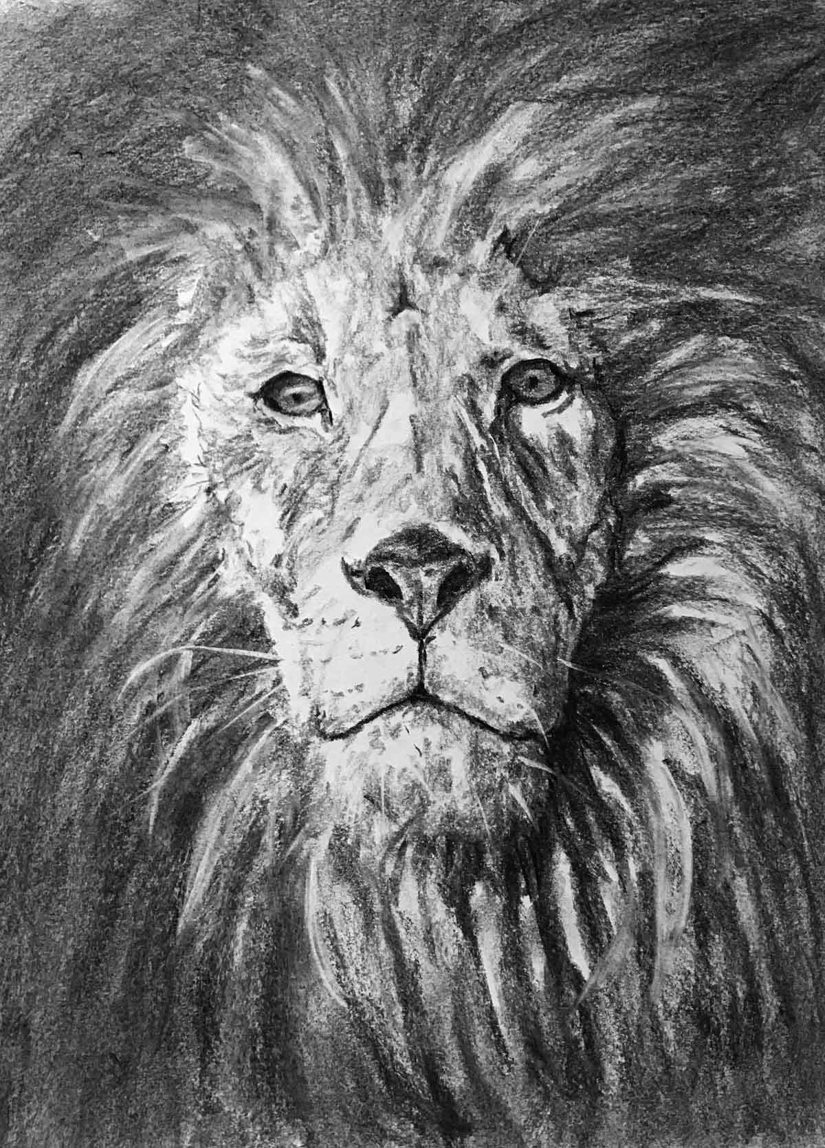 動物画・木炭画デッサン、スケッチ制作動画集 | でなおしデッサン塾