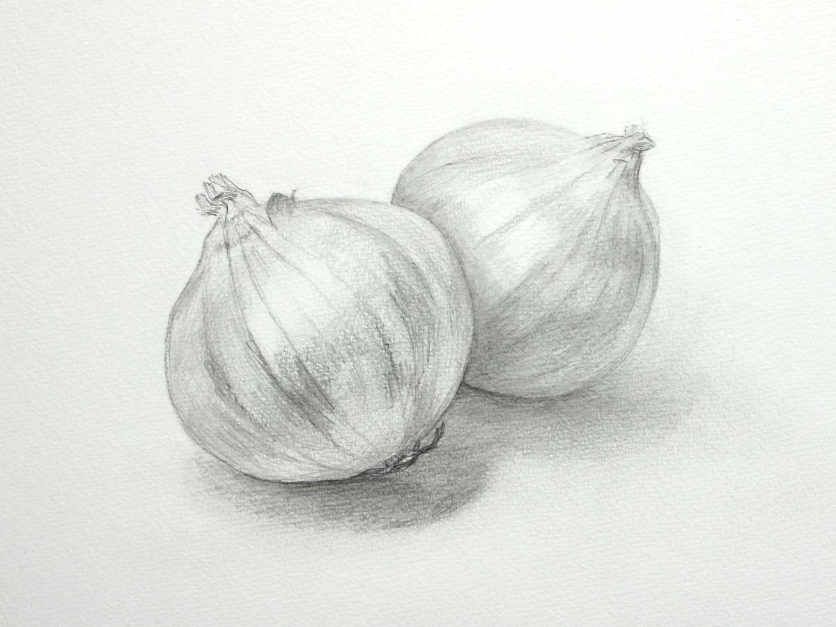 玉ねぎの鉛筆画 静物画玉ねぎ 玉ねぎの鉛筆画 静物画玉ねぎ 玉ねぎの