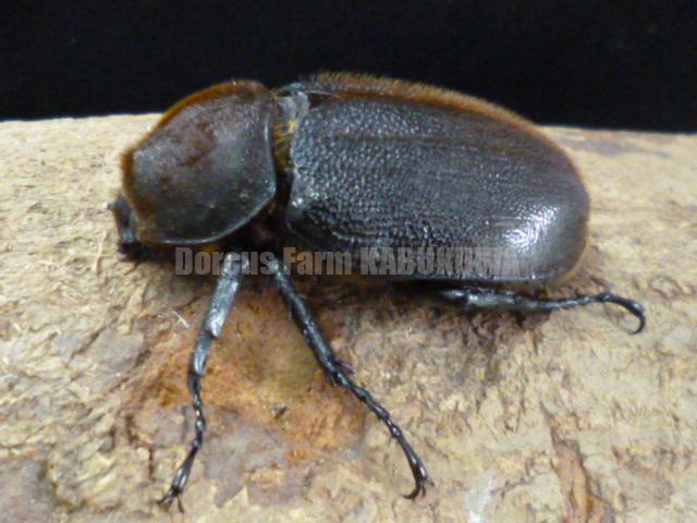 ☆極太極短☆超パチセラス☆ヘラクレスヘラクレス☆♂124mm♀68ペア