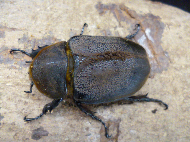☆新成虫☆ヘラクレスエクアトリアヌス♂129mm♀72mmペア | Dorcusfarm