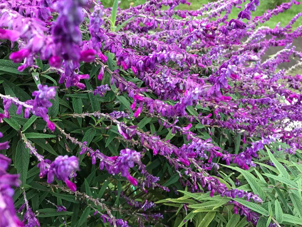 アメジストセージの花言葉｜花の香りや特徴、効能はあるの