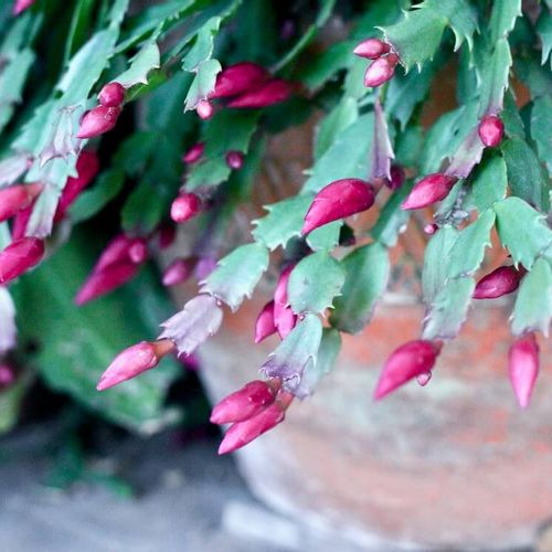 シャコバサボテンの育て方！花が終わったら植え替えた方がいい