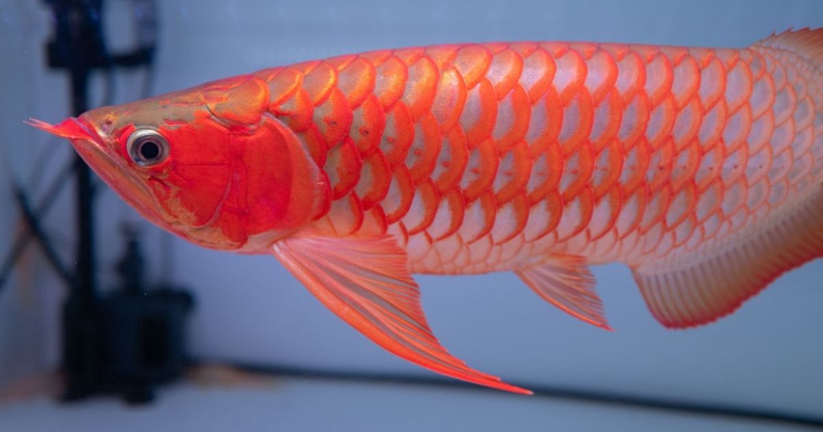 新作ハンドメイド 41cmアロワナ フィギュア レプリカ 熱帯魚 紅龍