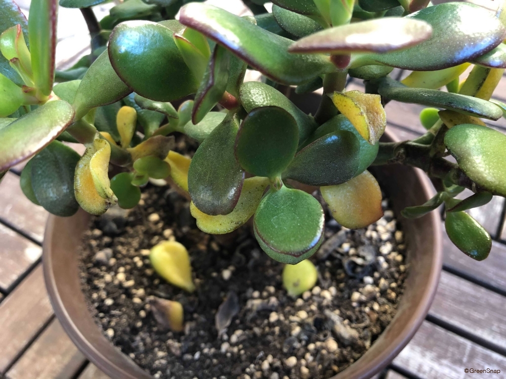 金のなる木の育て方｜植え替えや花の咲かせ方、葉が落ちる原因は