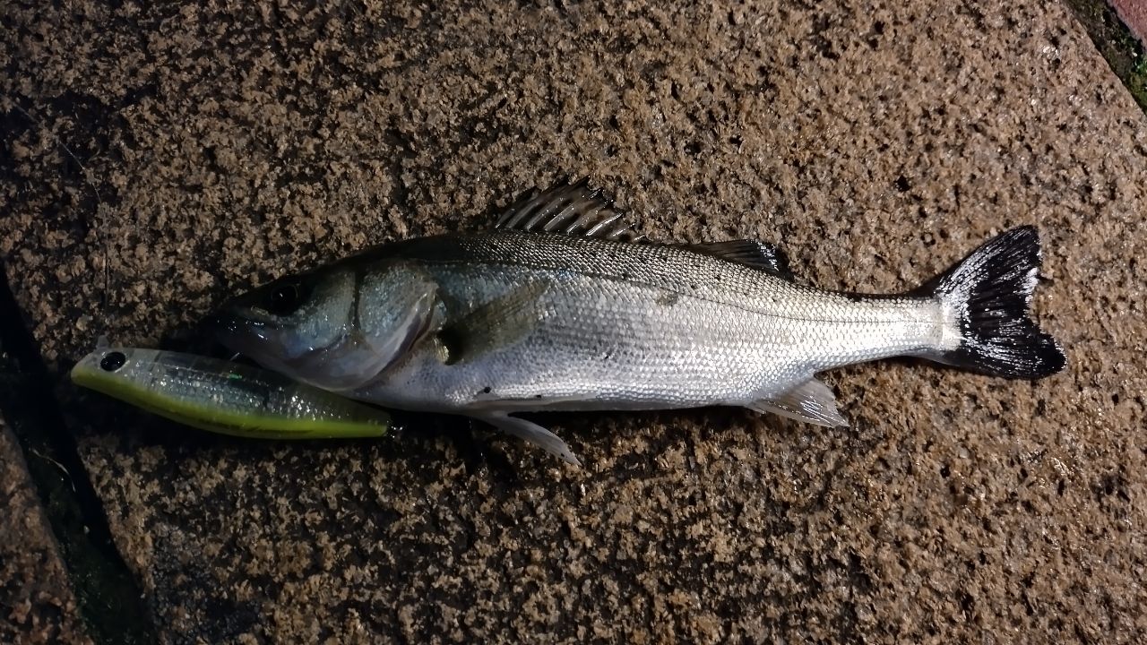 使用感アリ】ディアルーナMB S900ML-4 シマノ DIALUNA シマノ（SHIMANO