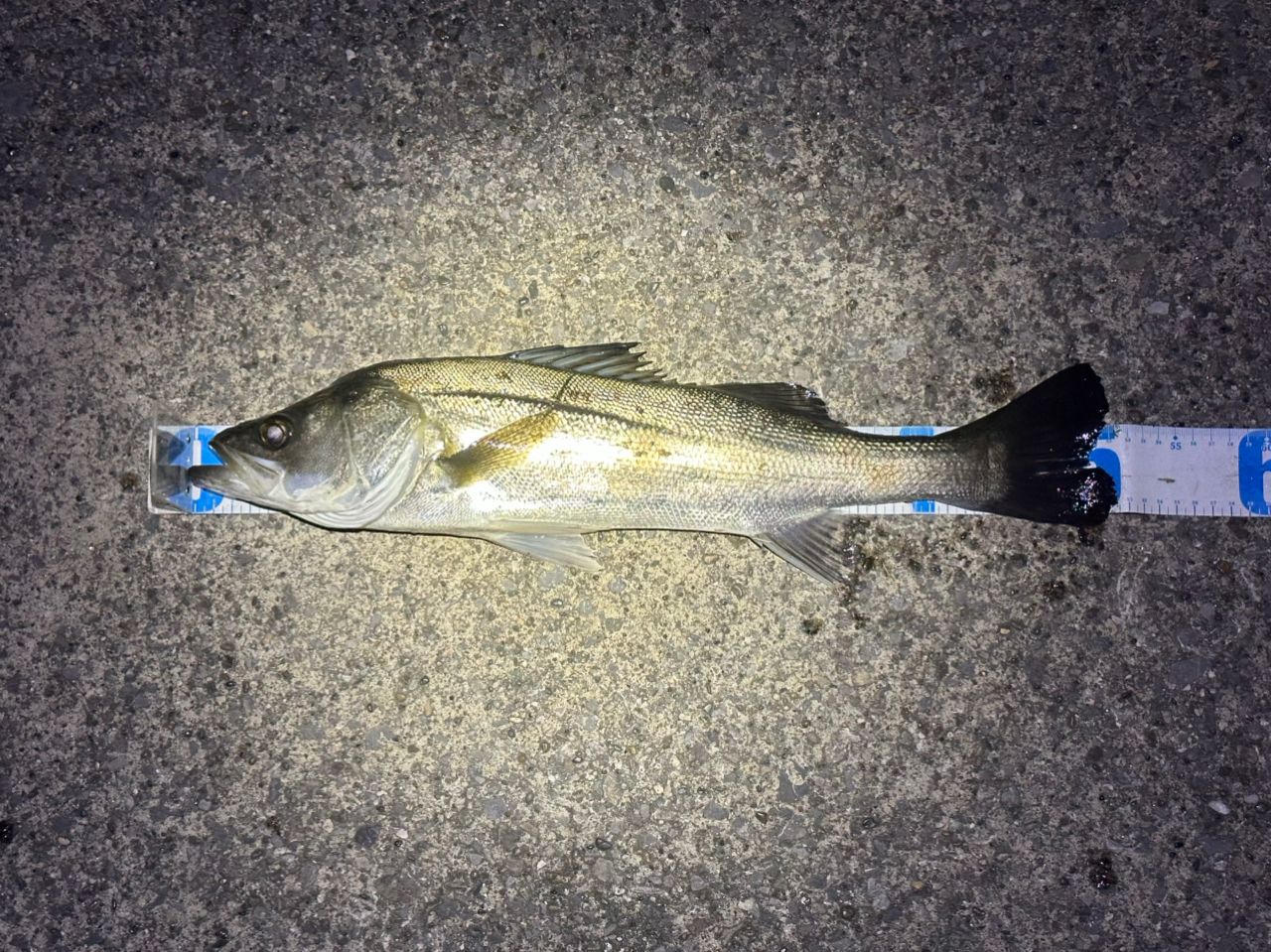 DAIWA 20ラテオ モバイル 90ML-4の最安値・インプレ・釣果 | 本音の