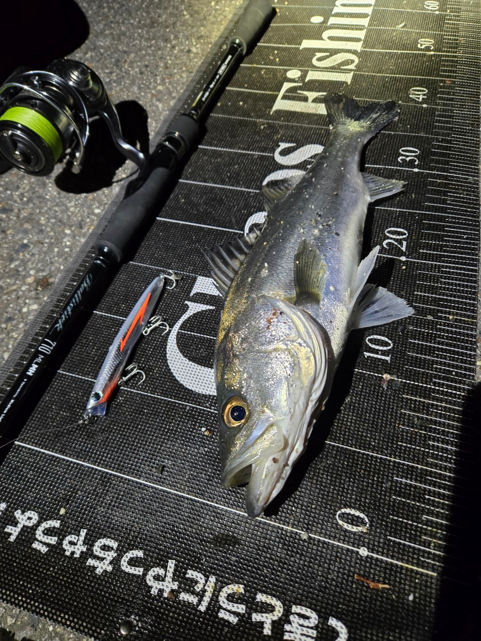 DAIWA 24セルテート LT3000-XHの最安値・インプレ・釣果 | 本音の