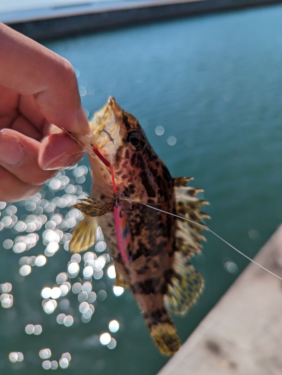 AbuGarcia ソルティスタイル クアッドコンセプト SSQC-742LT-BF-KRの最