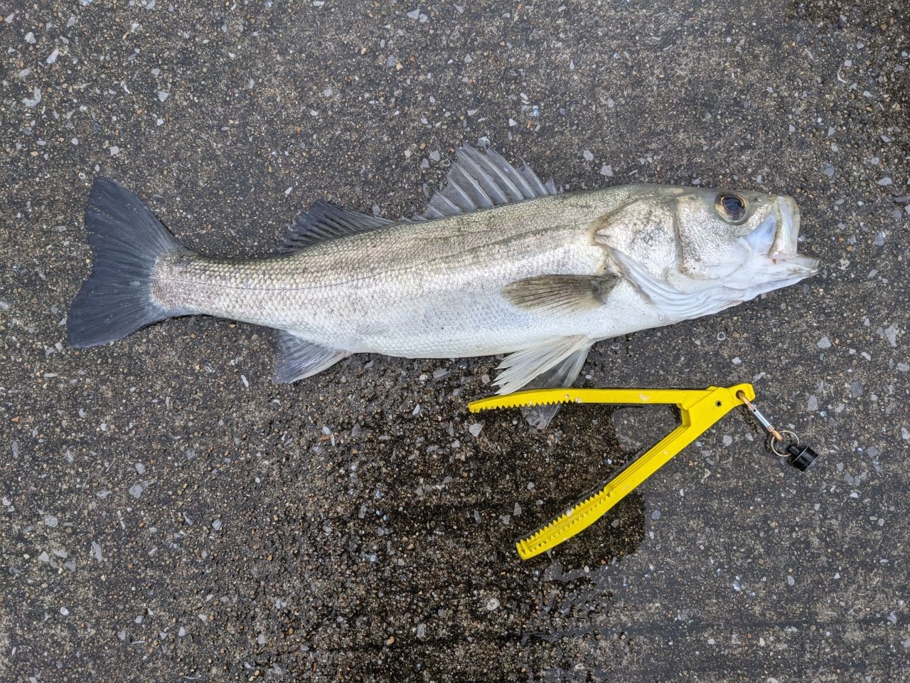 AbuGarcia エラディケーター ゼノモーフ ビッグチャップ EXMS-1001MMH