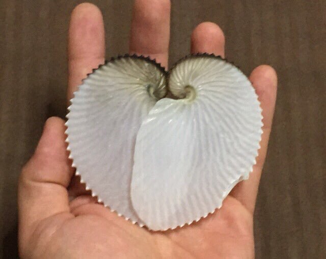 貝なの？タコなの？海をただよう珍生物「アオイガイ」｜画像 - 講談社