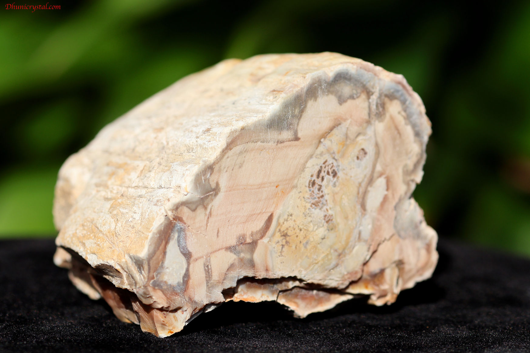 ペトリファイドウッド/珪化木(W831)