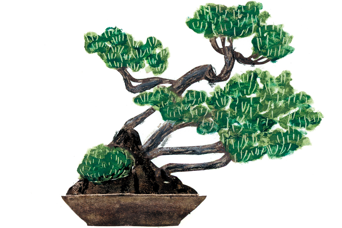 5分で盆栽が語れるBONSAI基本講座 | Discover Japan | ディスカバー