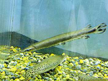 素人が作ったお魚図鑑｜ガー目ガー科レピソステウス属ロングノーズガー