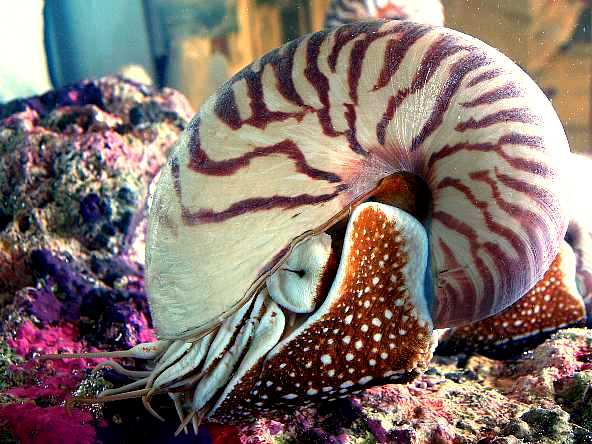 素人が作ったお魚図鑑｜軟体動物門介殻亜門頭足網オウムガイ亜綱