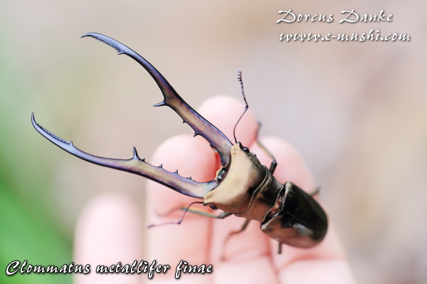 標本 激レア ブルータイプ メタリフェルクワガタ ♂4頭 WILD 標本 激