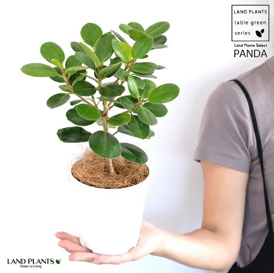 dショッピング |【希少植物】【お試し】 パンダガジュマル 4号 白色