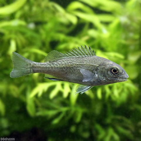 dショッピング |（入荷未定）（熱帯魚）オーストラリアン・シルバー