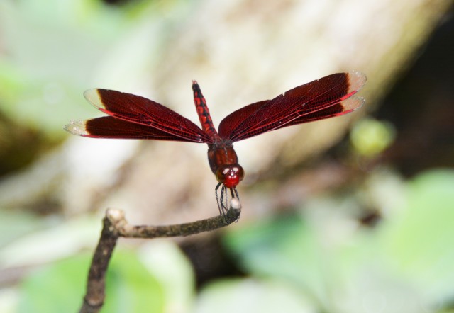飛ぶ宝石・トンボの世界/アカスジベッコウトンボ