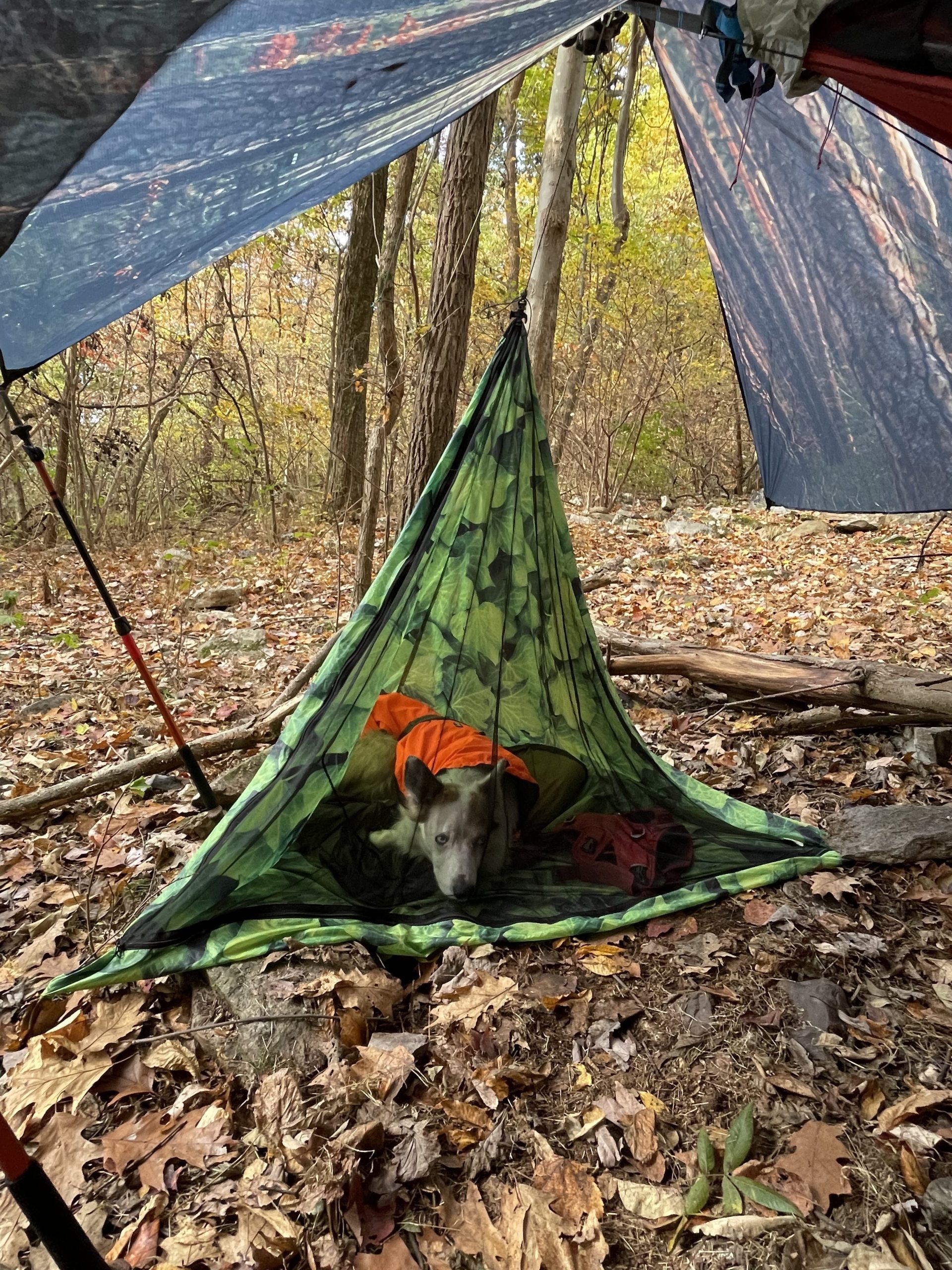 Pup Tent - Dog Camping Gear | DutchWare Camping