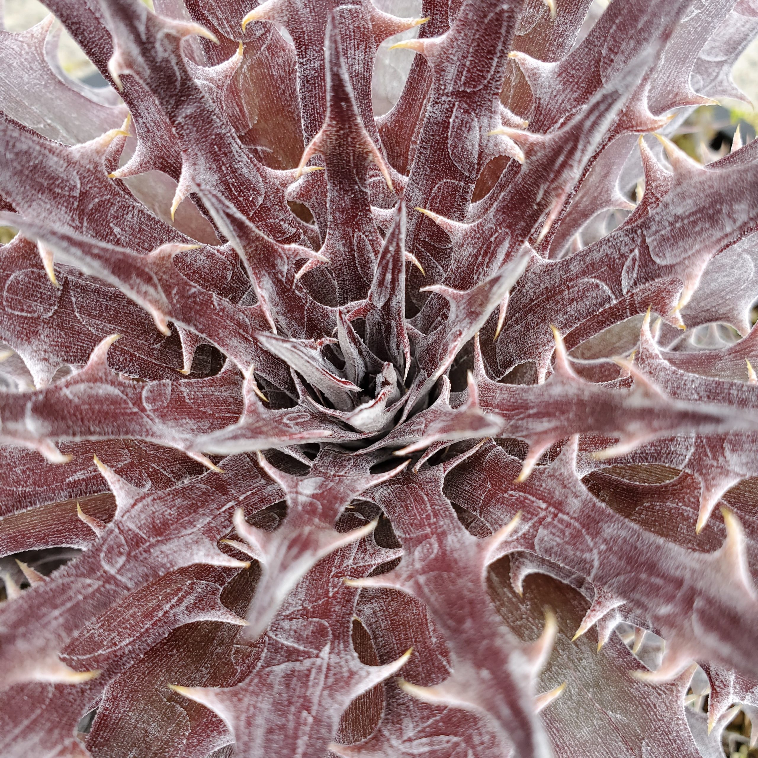 ディッキア・バトルアクス（Dyckia 'Battle Axe'） | Dyckia Maniax